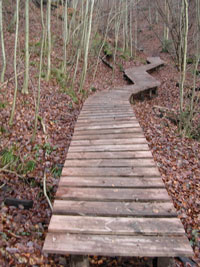 Brücke-im-Wald