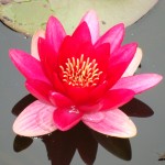 Seerose-rot_Arenberg_11-07-30 Die Zukunft blüht auf...