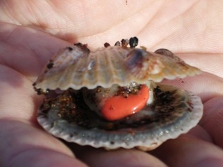 sealife muschel 1