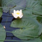 Seerose_Bingenheim_10-09-11 In der Ruhe liegt die Kraft für die Zukunft - und in der Tiefe