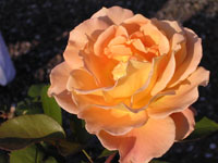 Rose-I_200