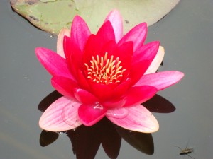 Lotus aus dem Schlamm